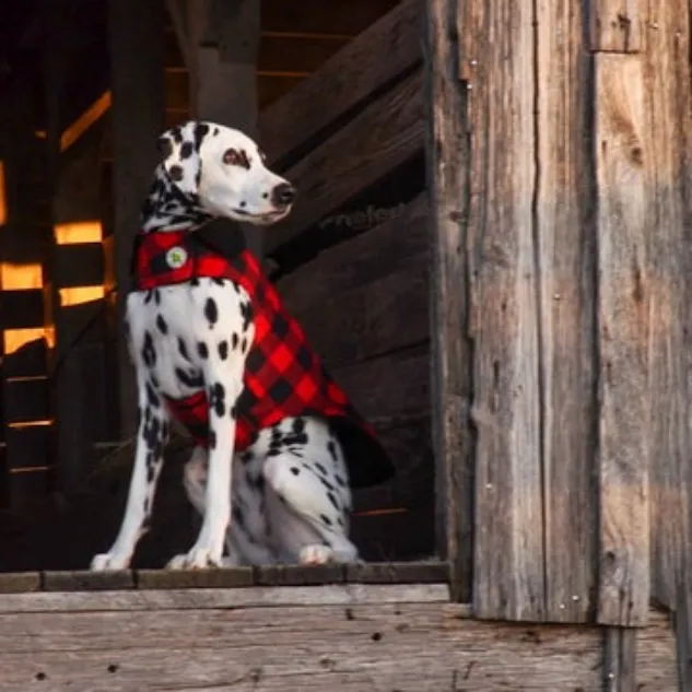 Coat | Buffalo Check Fleece